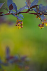 Delicate flowers on a branch against a blurred green background.