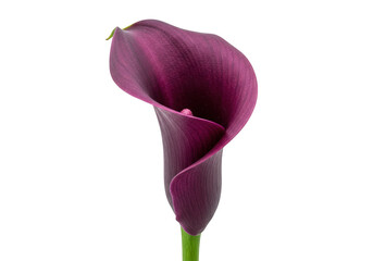 Fototapeta premium Purple calla lily flower isolated on transparent background