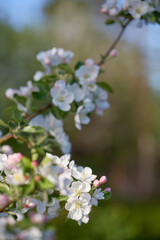 Apple blossom branch in springtime bloom