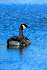 Obraz premium Canard nageur au parc de Montreal 