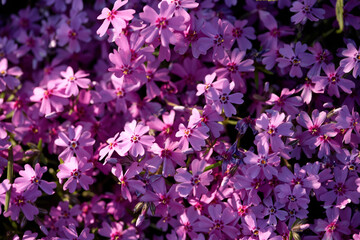Vibrant purple flowers in bloom celebrating springs arrival