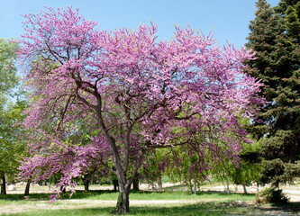 Fototapeta premium Cercis redbud tree on Saint Constantine and Helena resort in Bulgaria