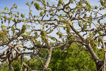 Baccaurea motleyana found in Mahabalipuram, Chennai, India is a species of fruit tree and native to Thailand, Peninsular Malaysia, Sumatra and Borneo.
