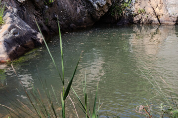 Fiori e piante delle Madonie, Sicilia