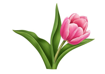 Fototapeta premium Pink tulip flower illustration isolated on transparent background.