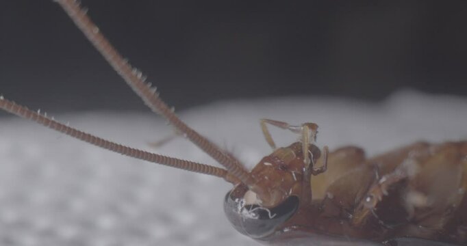 Ojos de Cucaracha Lente Macro 