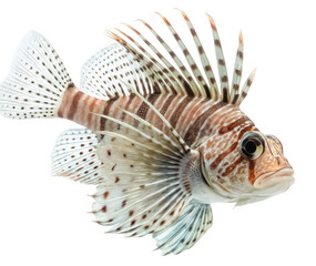 Benthic fish png bottom dweller fish png marine biology png ocean floor fish png deep sea fish png aquatic creature png sea bottom species png transparent background image