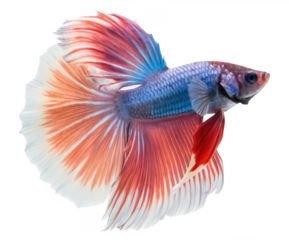 Betta fish png fighting fish png aquarium fish png tropical fish png colorful betta png siamese fish png pet fish png transparent background image