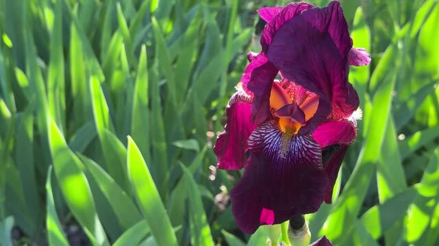 Gorgeous Iris flower.