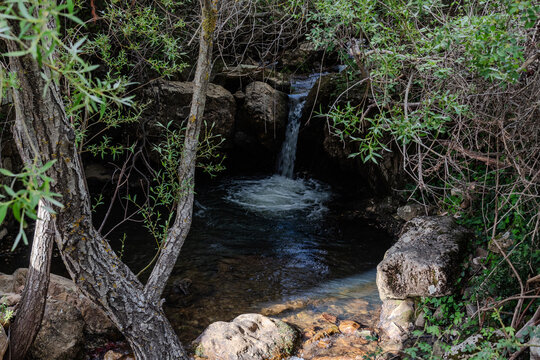 Fiori e piante delle Madonie, Sicilia