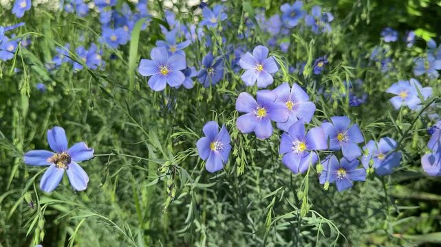 Blue flax Linum perenne flowers in field.