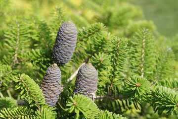 Detailed macro of fir cone with bright green needles, natural background