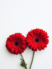Two vibrant red Gerbera daisies side by side on white background in studio shot for botanical floral beauty