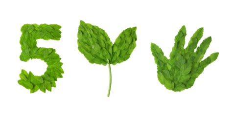 Set of isolated on transparent background design elements World Environment day in form of number 5, a sapling and human palm made of green leaves. Happy Environment day, 05 June. Ecology concept.