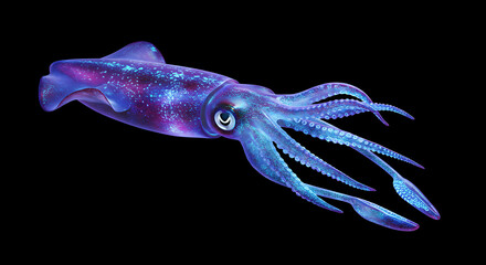 Glowing Squid on Black Background