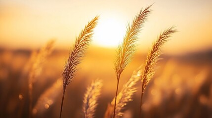 Golden hour at the field: Warm light illuminating ears of wheat during sunset