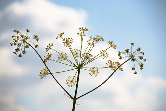 Flores de eneldo