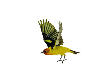 Western Tanager (Piranga ludoviciana), Photo, in Flight on a Transparent Isolated PNG Background