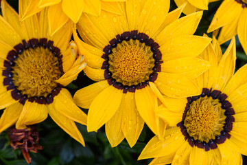 Flores de gazania en dos tonos, destacando el contraste entre los  pétalos y los estambres.