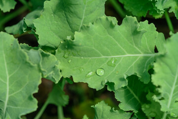 Hojas de plántulas de kale verde con gotas de agua, vista desde arriba.