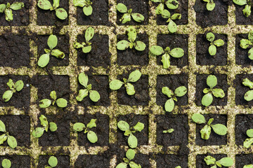 Plántulas creciendo en semillero de turba. Semillas germinando y creciendo. Brotes verdes.