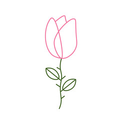 Rose Illustration 