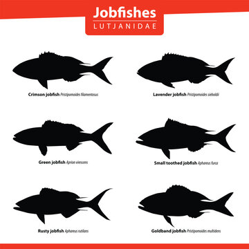 Jobfish Silhouette Set Vector Pack Lutjanidae Saltwater Fish Species