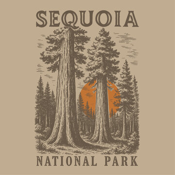 sequoia national park slogan graphic. vintage hand skatch big tree drawing. forest vector in hand drawin design. autumn winter t-shirt design. sweatshirt vintage design.