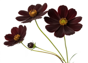 Chocolate cosmos png dark red flower png chocolate scented flower png garden plant png perennial flower species png decorative flower bloom png transparent background image