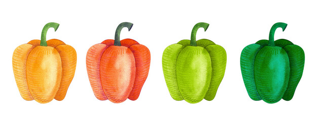 Watercolor bell pepper isolated on white background. Hand drawn vegetables. Vegetarian diet food with vitamins, for cooking delicious dishes. Healthy food illustration.