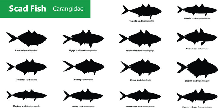 Scad Fish Silhouette Vector Collection &ndash; Carangidae Family Saltwater Species with Scientific Names