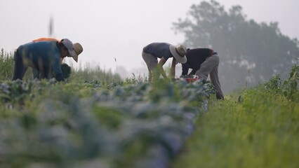 Long view of farmers bent over picking kale and vegetables in a field at sunrise in early morning...