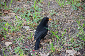 Black starling with a yellow beak stands on grass, turning its head toward the camera with a curious look in a natural setting.