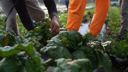 Backlit closeup of fresh beets being pulled out of the ground from the plastic mulch in slow motion...