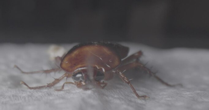 Cucaracha toma frontal MACRO