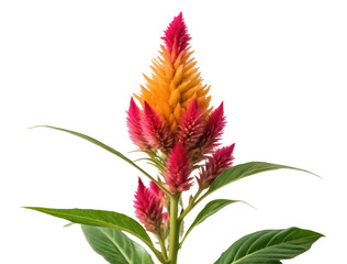 Cockscomb png celosia flower png red crested bloom png vibrant garden plant png unique flowering head png ornamental cockscomb plant png transparent background image