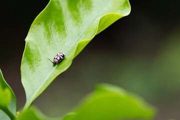 A ladybug on a very green leaf