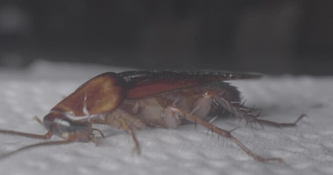 Cucaracha 28 mm perspectiva macro