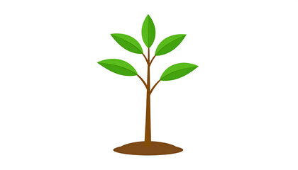 green plant isolated on white