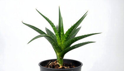 aloe vera plant in a pot