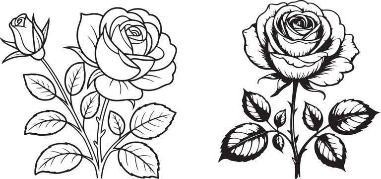 Black and white line art illustration of two blooming roses with leaves and stems in detailed hand-drawn style, perfect for floral tattoo designs, botanical sketches, and coloring pages