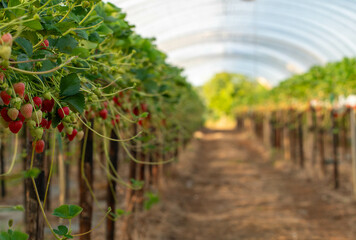 delicious ,fresh strawberries hanging on the bushes	