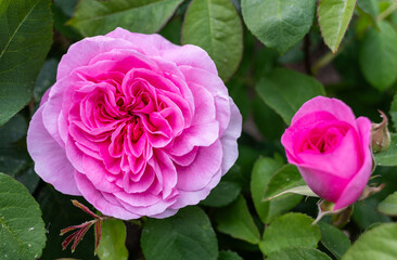 Close-up of the blossom of a pink historic English rose