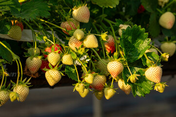 delicious ,fresh strawberries hanging on the bushes	