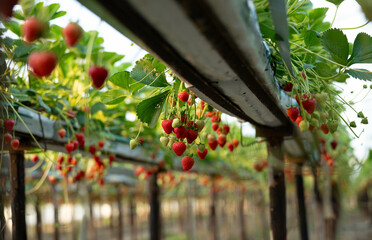 delicious ,fresh strawberries hanging on the bushes	