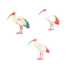 flamingo on white background