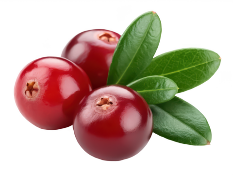 Cranberry fruit png red berry clipart png organic cranberry png healthy fruit image png seasonal berry graphic png antioxidant fruit png transparent background image