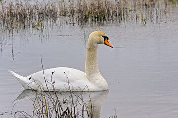  Swan swimming in the lake with reflections in the water in Bourgoyen nature reserve, Ghent, Flanders, Belgium - cygnus 