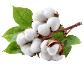 Cotton Branch with Fluffy Bolls and Green Leaves on Transparent Background