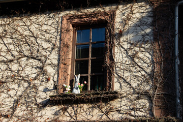 Old wooden window of a European building with leafless vines climbing the wall, featuring...